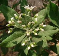 Image result for Vernonia amygdalina