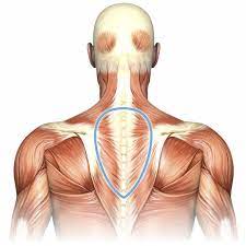 Elevate scap, assist lower fibers in rotating scapula upward, extend neck and skull middle: Massage For Upper Back Pain Erector Spinae
