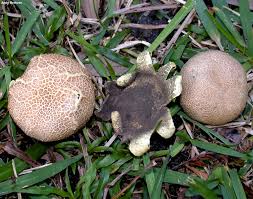 Image result for Scleroderma geaster