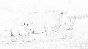 These spring coloring pages are sure to get the kids in the mood for warmer weather. White Rhinoceros Coloring Page Mimi Panda