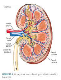 Anatomy Of The Kidneys