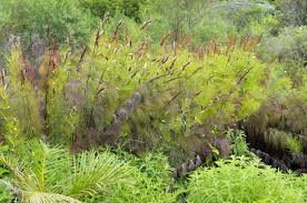 Image result for Restionaceae