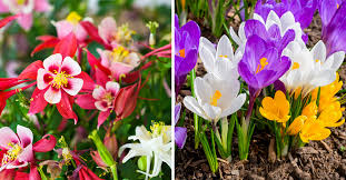 Che cosa avete mangiato o bevuto prima dell'attacco. Fiorellini Primaverili 10 Varieta Di Fiori Da Giardino Per Un Prato Colorato Da Incanto