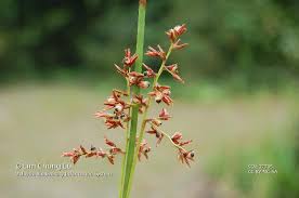 Image result for Scleria rehmannii