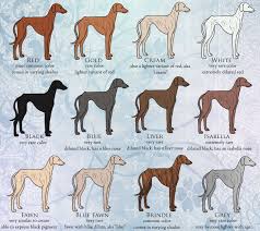 Azawakh Colors 1 Base By Opalescencekennels Dog Enrichment Dog Breeds Pharaoh Hound
