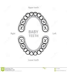 Baby Tooth Chart Baby Mouth Primary Teeth Deciduous Teeth