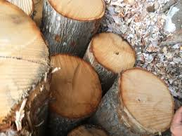 Identify wood by scent smell the scent of the wood. Secrets To Log Identification By Davidswoodshed Lumberjocks Com Woodworking Community