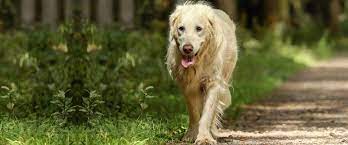 Grüner vaginalausfluss ist nur dann besorgniserregend, wenn noch kein welpe geboren. Warum Dein Erster Hund Kein Welpe Sein Muss