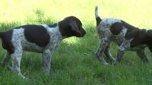 German shorthaired pointer puppies for sale near charlotte, north carolina, usa, page 1 (10 per page) puppyfinder.com is your source for finding an ideal german shorthaired pointer puppy for sale near charlotte, north carolina, usa area. German Shorthaired Pointer Puppy Fun Youtube