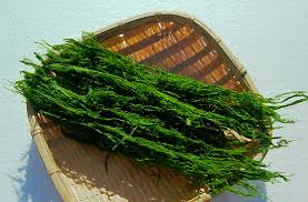 四万十川の海苔 | 一般社団法人 四万十市観光協会