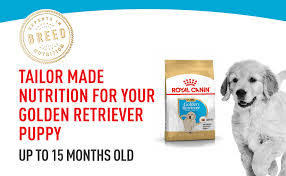 Most golden retrievers live to be between 10 and 12 years old. Royal Canin Golden Retriver Junior 3 Kg Amazon In Pet Supplies