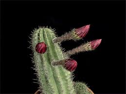 Cactus flower online free where to watch cactus flower cactus flower movie free online Beautiful Blooming Flower Gifs Blooming Cactus Cactus Flower Cactus Flowers