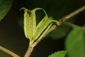 Image result for Corchorus aestuans