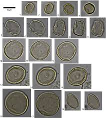 Image result for Musanga leo-errerae