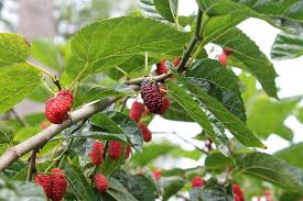 Yaupon is an evergreen, with small but distinctive leaves and pale gray bark. Berries That Grow On Trees The 6 Most Popular Berry Trees