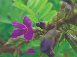 Image result for Tephrosia purpurea