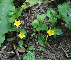 Image result for Lysimachia ruhmeriana