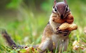 We did not find results for: Ardilla Coreana Caracteristicas Que Come Donde Vive
