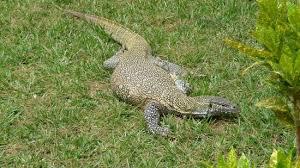 Le varan, créature mythique aux allures de dragon, attaque ! Varan Dans L Hotel Picture Of Le Saly Hotel Mbour Tripadvisor