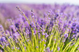 Please find below many ways to say colour in different languages. Free Images Flower Flowering Plant English Lavender Purple French Lavender Lavandula Dentata Spring Fernleaf Lavender Common Sage Nepeta Verbena Family Lupin Wildflower Violet Family Perennial Plant 5882x3921 1525905 Free Stock