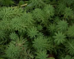 Image result for Hydrostachys myriophylla