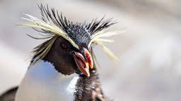 There are only 18 species of penguins, yet they are some of the most familiar and most easily recognizable birds in the world. Bbc One Penguins Meet The Family How Many Penguins Are There