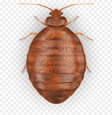 Bed bath & beyond is struggling, and its turnaround plan includes shutting down about 40 locations this year and testing new ideas with lab stores that sell more home decor and food products. Raid Bed Bug Detector Trap 8 Ct Png Image With Transparent Background Toppng