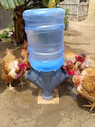 Bebedero Automático para Gallinas con Bidón Reciclado