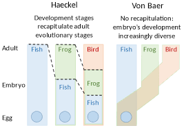 Von Baers Laws Embryology Wikipedia