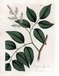 Image result for Copaifera