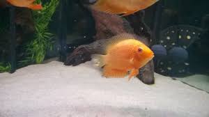 Fin rot is a condition usually caused by either the aeromonas, pseudomonas, or vibrio bacteria. Severum Fin Rot Monsterfishkeepers Com