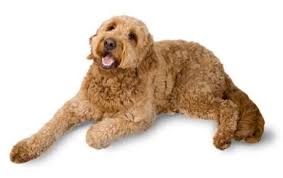 Doodle & goldendoodle haircuts to swoon over! Goldendoodle Dog Breed Information Pictures Characteristics Facts Dogtime
