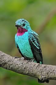 The amazon rainforest is home to many incredible mammals: Amazon