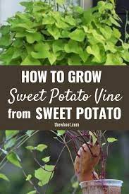 How To Grow A Sweet Potato Vine From A Sweet Potato In 2020 Sweet Potato Plant Vine Sweet Potato Vine Growing Sweet Potatoes