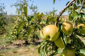 Wikipedia article about golden delicious apple on wikipedia. Apfelsorte Golden Delicious Anbau Ernte Plantura