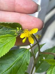 Image result for Corchorus confusus