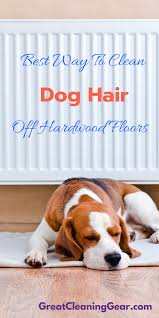 What Is The Best Way To Clean Dog Hair Off Hardwood Floors Dog Hair Hardwood Floors Floor Cleaning Hacks