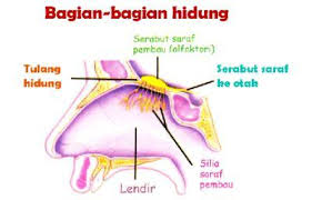 Check spelling or type a new query. Bagian Bagian Hidung Dan Fungsinya Dosenbiologi Com