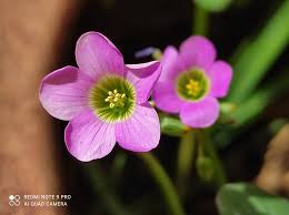Image result for Oxalis latifolia