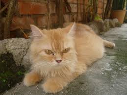 Download now kucing bermotif macan ini bernama toyger catlovers id. Detail Gambar Kucing Utara Warna Asas Bulu Kucing