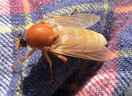 Image result for Rinorea ferruginea