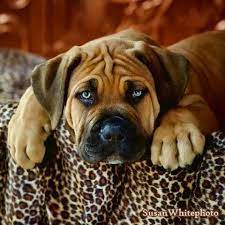 Boerboel Puppy Dogs Mastiff Dogs Pet Dogs