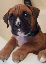 Check Out This Sweet Fawn Boxer Pup Love Him Adorable Boxer Boxerlove Boxer Dogs Boxer Dog Puppy Boxer Puppies