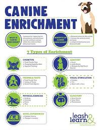 Canine Enrichment In 2021 Dog Training Training Tips Dog Advice