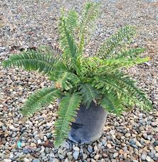 Image result for Polystichum