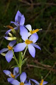 Image result for Exacum zombense