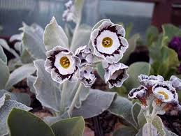 Image result for Mimulopsis excellens