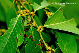 Image result for Bridelia ripicola