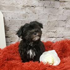 Havanese puppies, havanese puppies for sale, quality havanese puppies, havanese puppies. Havanese Puppies Pittsburgh Pa Petland Robinson