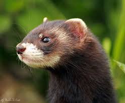 European Polecat Mustela Putorius Tiere Tierisch